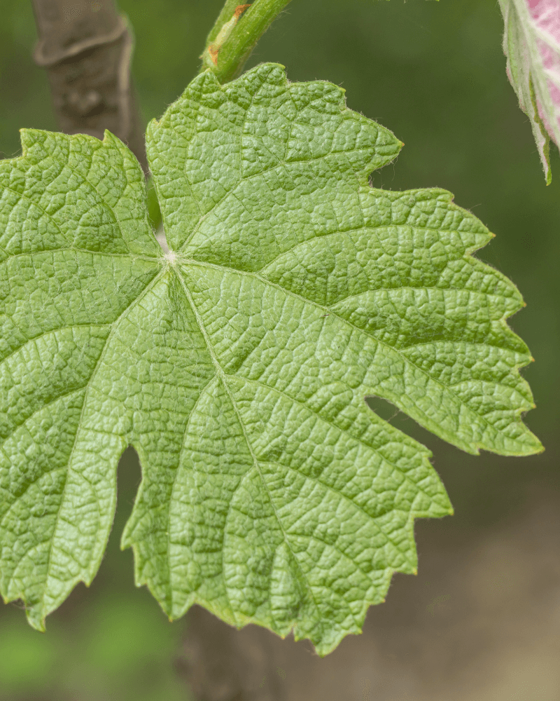 Terroir wijnen